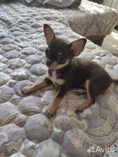 Щенки чихуахуа шоколадные