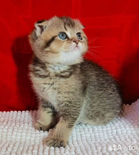 Вислоухий золотой кот