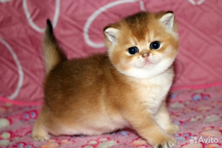 Котята британские шиншиллы золото