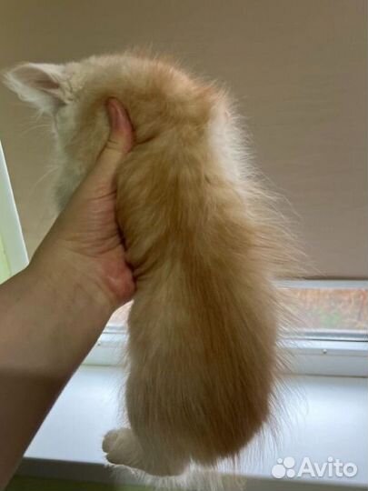 Красное серебро котик