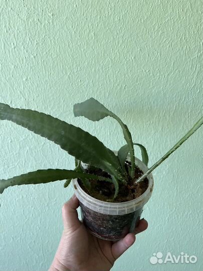 Эпифиллум,традесканции