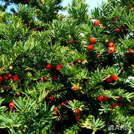 Тим ягодный taxus baccata