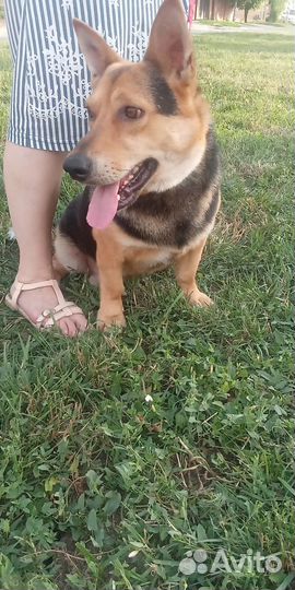 Собака в добрые руки отдам бесплатно