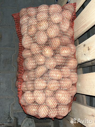 Картофель домашний