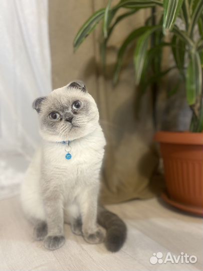 Шотландский кот вязка