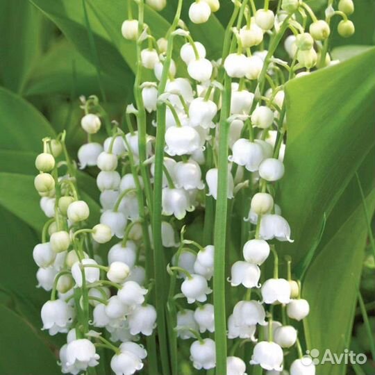 Ландыши саженцы