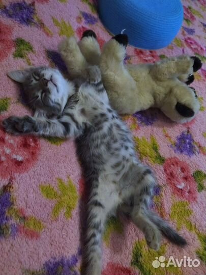 Лучший котёнок (девочка 2 мес)
