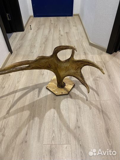 Продам рога лося