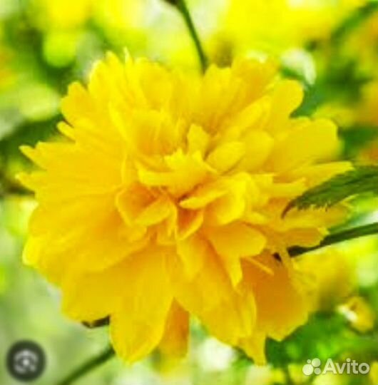 Цветок керрия японская / саженец 1 (выкоп при вас