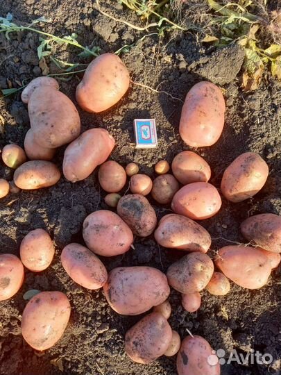 Картофель крупный, средний и эконом