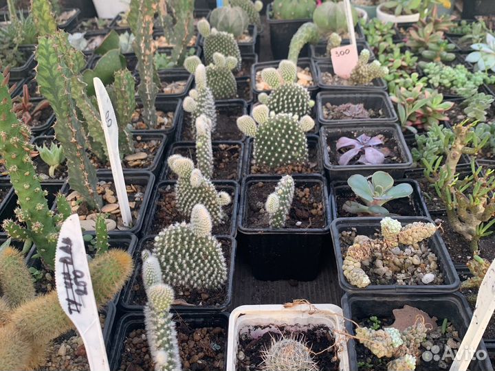 Опунция из питомника растений
