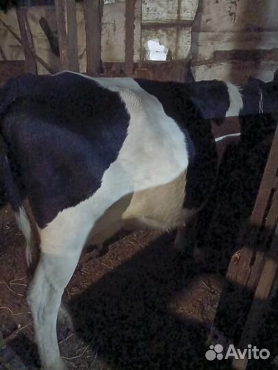 Продам коров