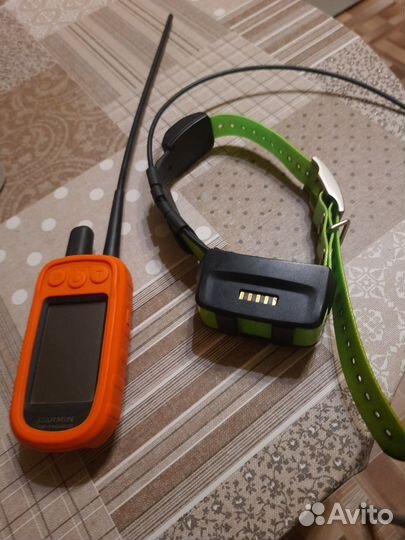 Продам русских гончих