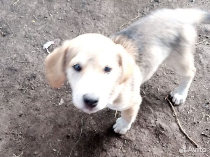 Продам собаку в хорошие руки