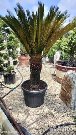 Пальмы Вашингтония, Цикас саговая