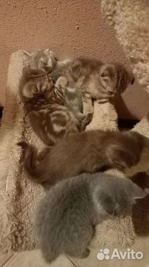 Вязка Шотландский вислоухий кот