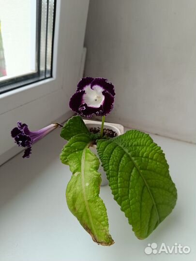 Стрептокарпусы