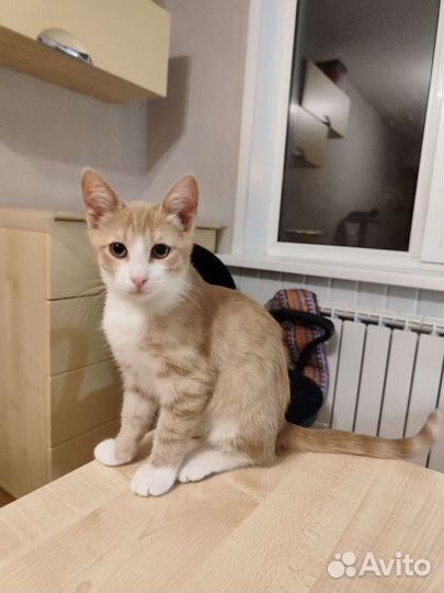 Котенок в добрые руки