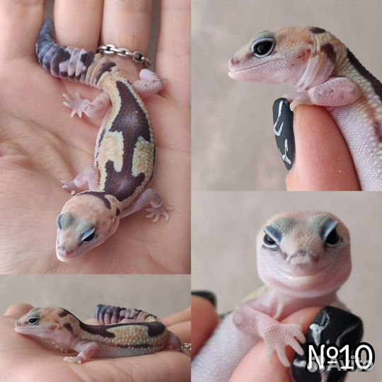 Гемитекониксы