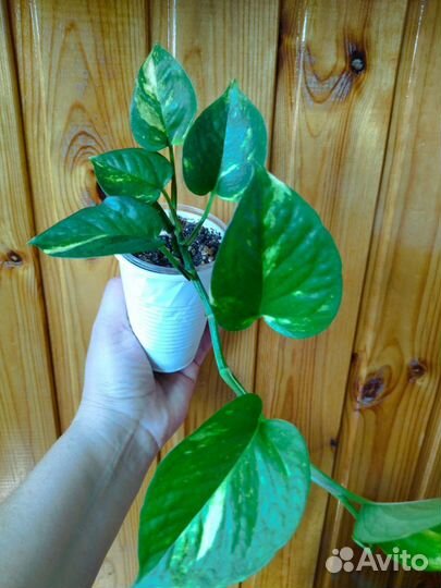 Сциндапсус золотистый