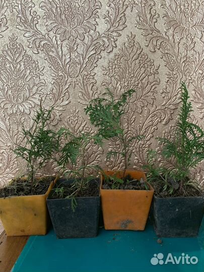 Туи брабант