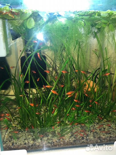 Меченосцы молодь