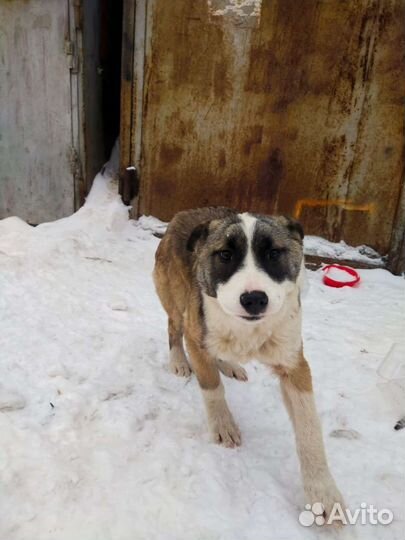 Среднеазиатская овчарка