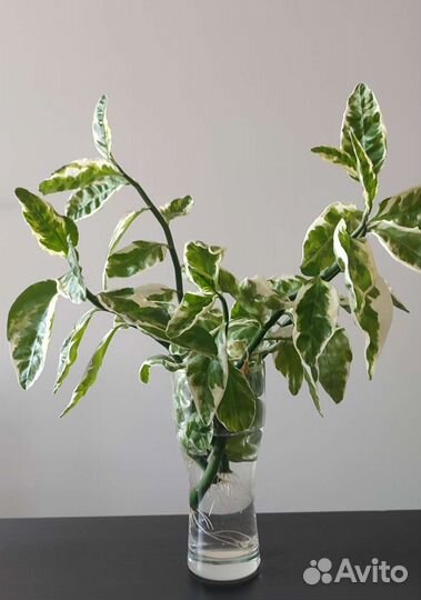 Педилантус титималойдный отростки