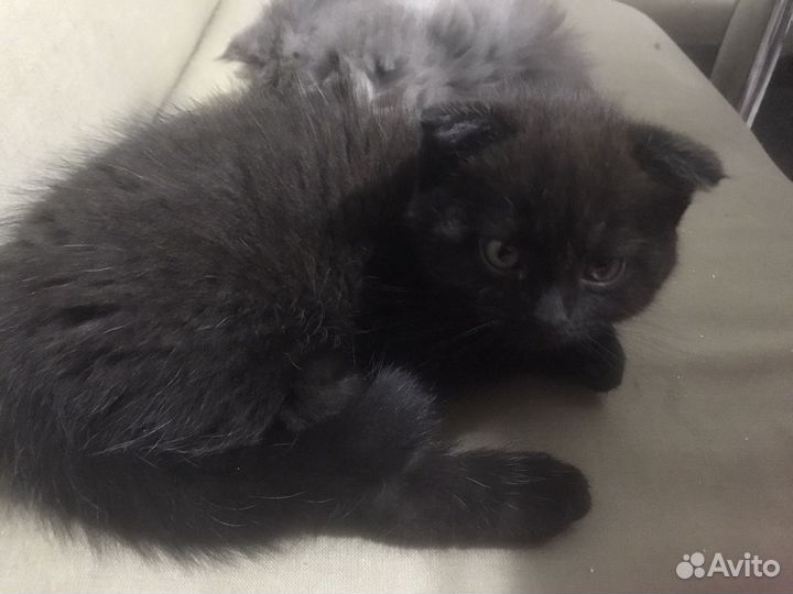 Кошка шотландская