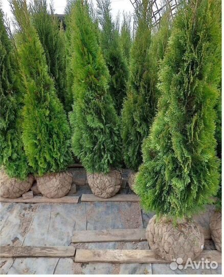 Сосна декоративная Можжевельник Туя Смарагд Колумн