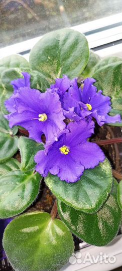 Сенполия виола фиалка