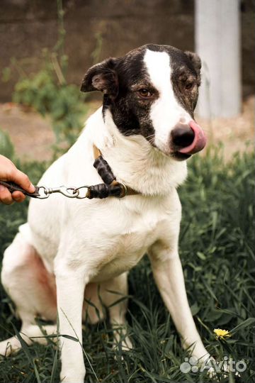 Идеальная собака в добрые руки