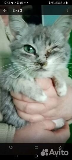 Кошка 2,5 мес котёнок ищет дом