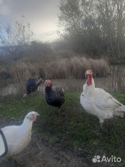 Яйца индеек,гусей,индоуток и куриные