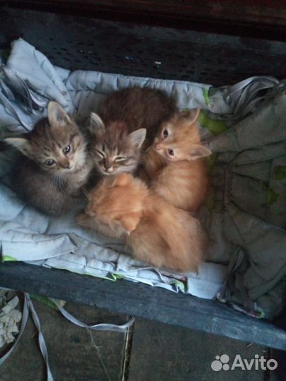 Кошки в добрые руки