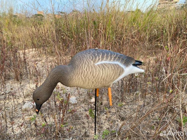 Чучела гусей гуменник и другие