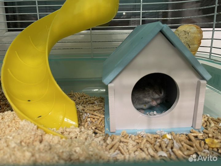 Хомяк с клеткой