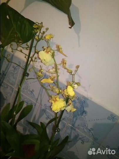 Орхидея онцидиум, жёлтая