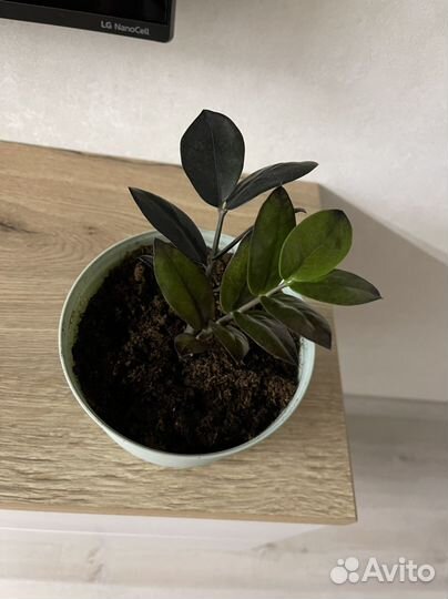 Замиокулькас черный