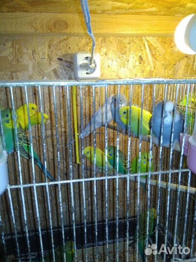 Попугаи волнистые