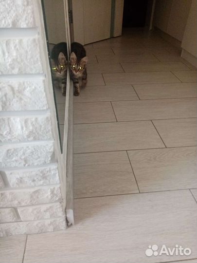 Передержка животных, зоотакси, лежанки