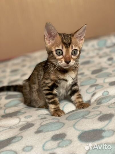 Бенгальская девчонка