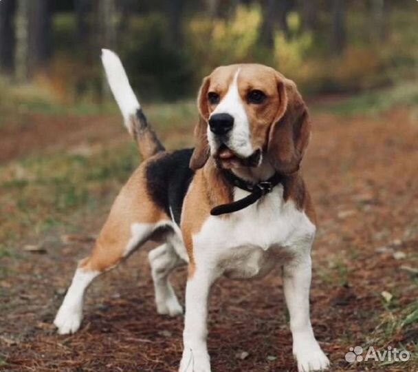 Вязка кобеля бигля