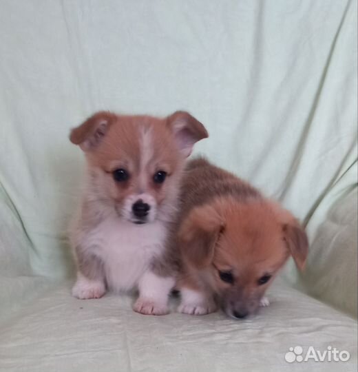 Щенки вельш-корги пемброк,девочки