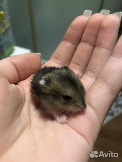 Джунгарский хомяк