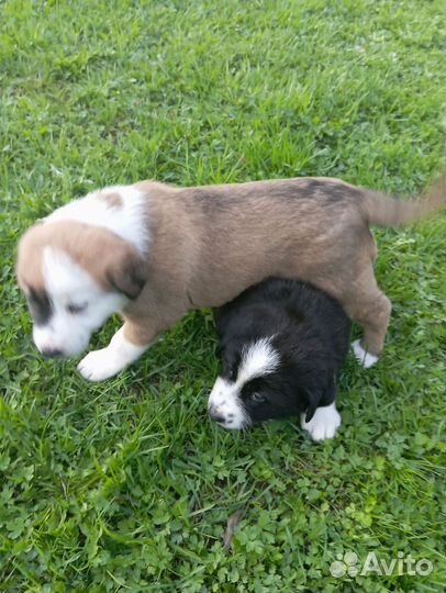 Смесь овчарки и алабая