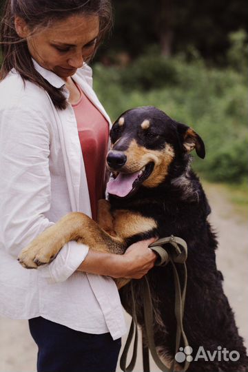 Собака из приюта ищет дом