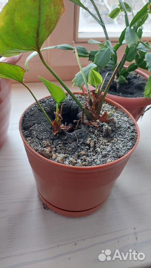 Кислица