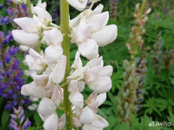 Многолетние цветы