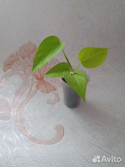 Комнатные растения